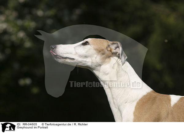 Greyhound im Portrait / Greyhound im Portrait / RR-04605