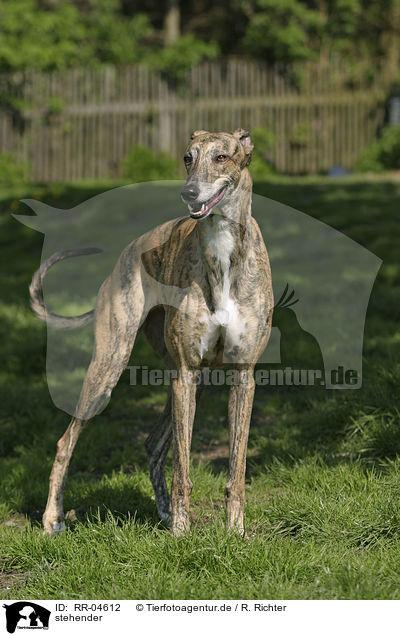 stehender / standing Greyhound / RR-04612