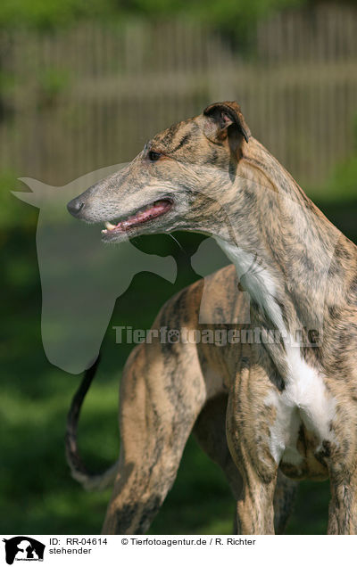 stehender / standing Greyhound / RR-04614