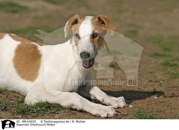 liegender Greyhound Welpe / lying puppy / RR-04625