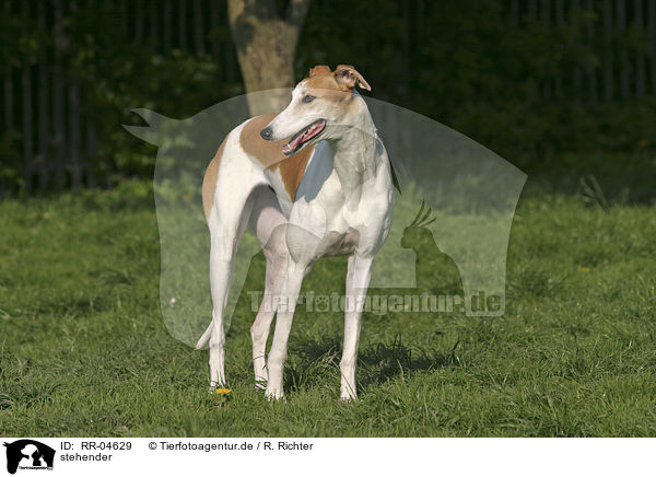 stehender / standing Greyhound / RR-04629