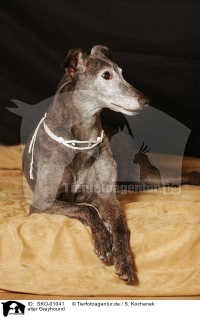 alter Greyhound / SKO-01041