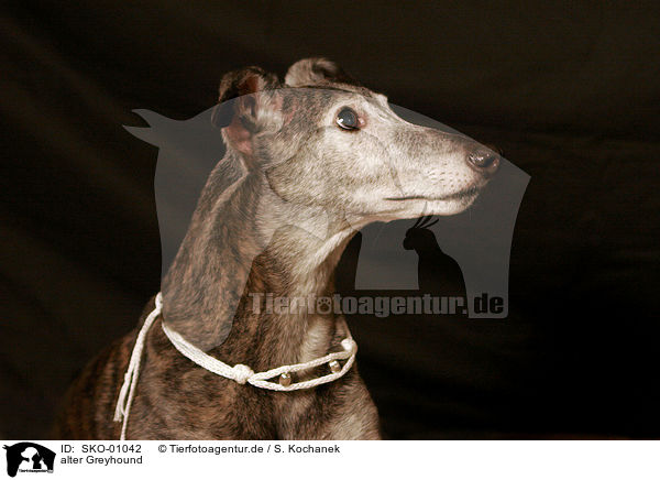alter Greyhound / SKO-01042