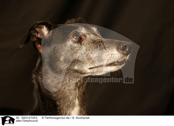 alter Greyhound / SKO-01043