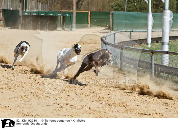 rennende Greyhounds / KMI-02680