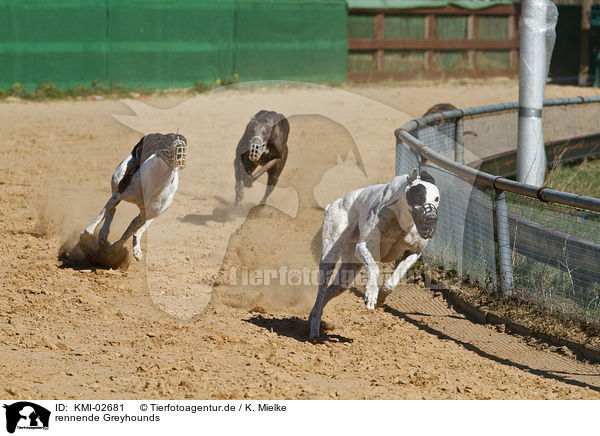 rennende Greyhounds / running Greyhounds / KMI-02681