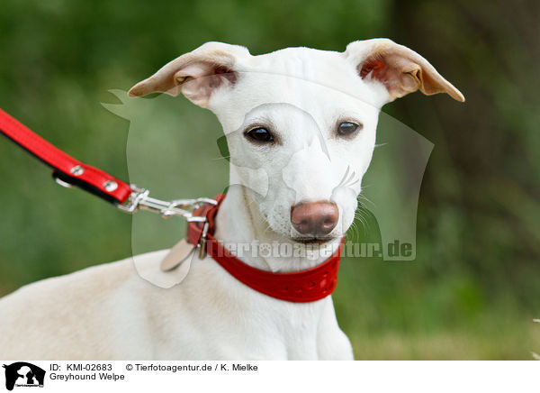Greyhound Welpe / KMI-02683
