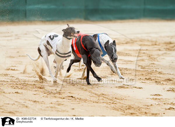 Greyhounds / Greyhounds / KMI-02734