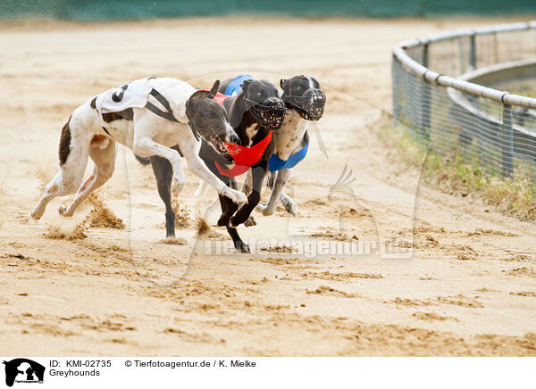 Greyhounds / Greyhounds / KMI-02735