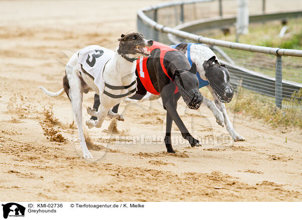 Greyhounds / Greyhounds / KMI-02736