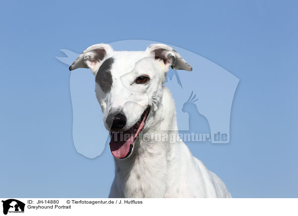 Greyhound Portrait / JH-14880
