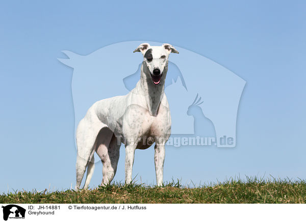Greyhound / Greyhound / JH-14881