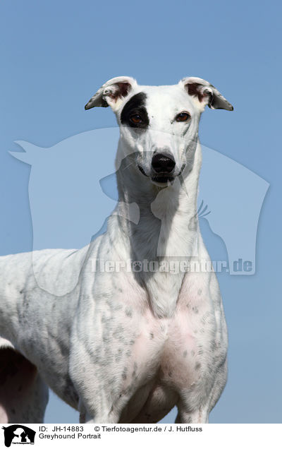 Greyhound Portrait / Greyhound Portrait / JH-14883