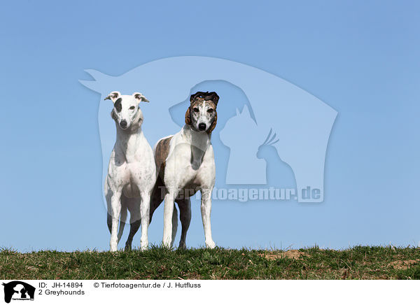 2 Greyhounds / 2 Greyhounds / JH-14894