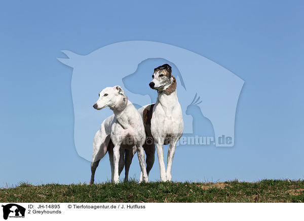 2 Greyhounds / JH-14895