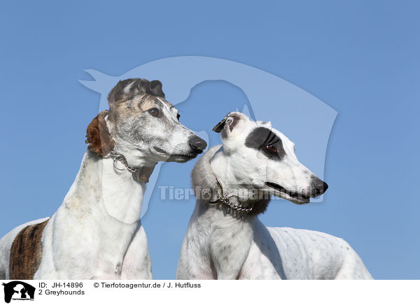 2 Greyhounds / 2 Greyhounds / JH-14896