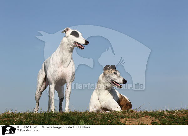 2 Greyhounds / JH-14898
