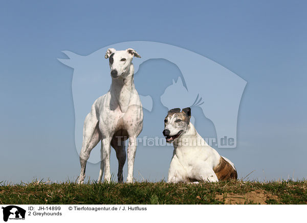 2 Greyhounds / 2 Greyhounds / JH-14899