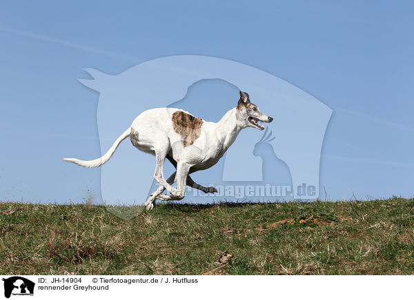 rennender Greyhound / running Greyhound / JH-14904