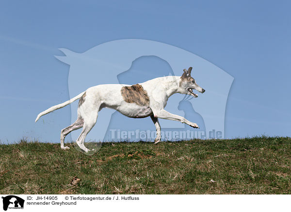 rennender Greyhound / JH-14905