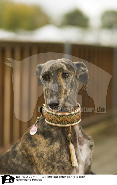 Greyhound Portrait / HBO-02711