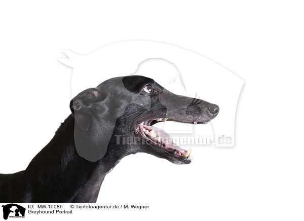 Greyhound Portrait / MW-10086