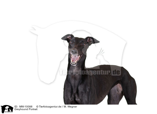 Greyhound Portrait / MW-10088
