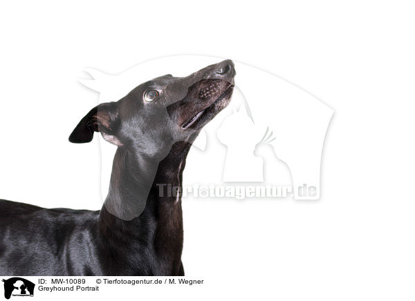 Greyhound Portrait / MW-10089