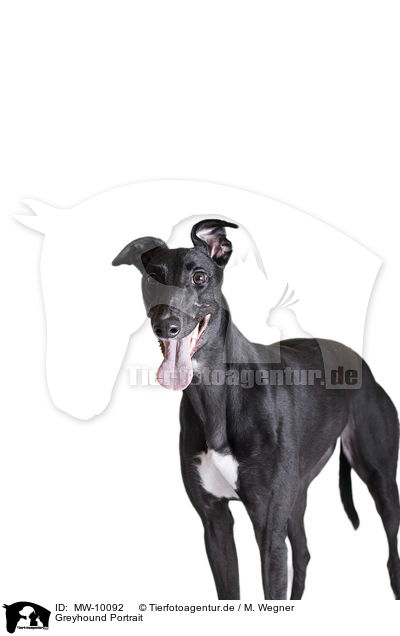 Greyhound Portrait / MW-10092