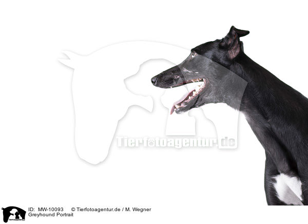 Greyhound Portrait / MW-10093