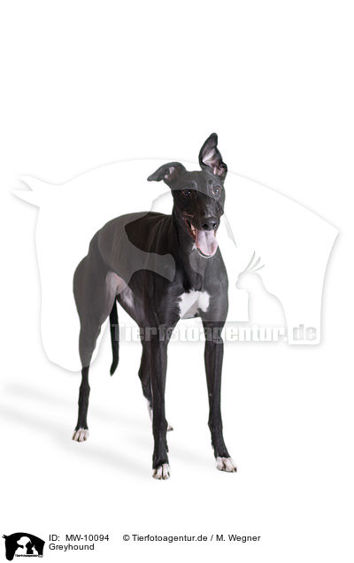 Greyhound / MW-10094