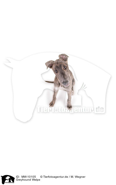 Greyhound Welpe / MW-10105