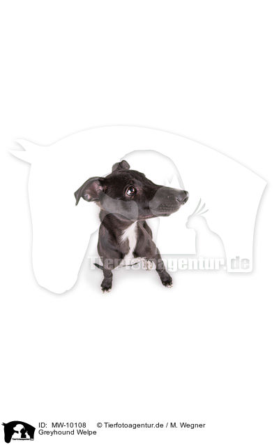 Greyhound Welpe / MW-10108