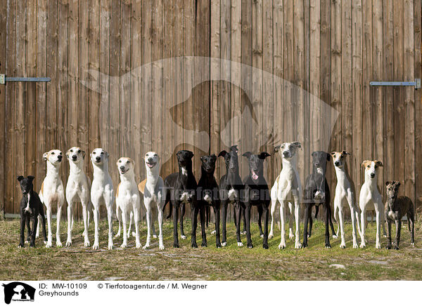 Greyhounds / MW-10109