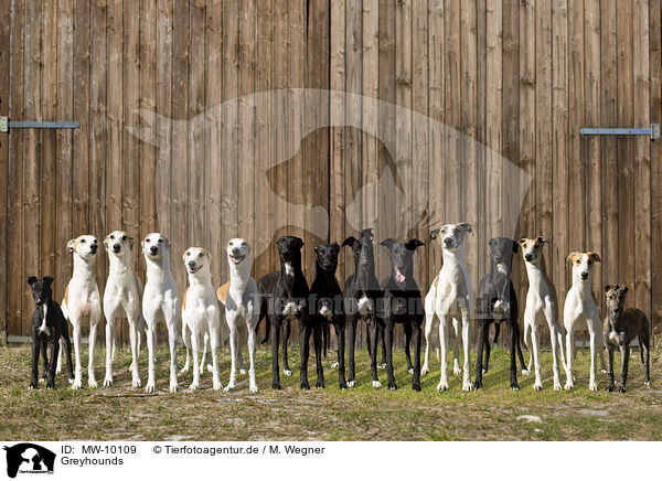 Greyhounds / sighthounds / MW-10109