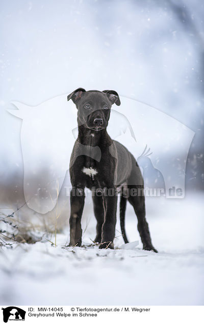 Greyhound Welpe im Schnee / Greyhound puppy in the snow / MW-14045
