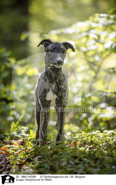 junger Greyhound im Wald / MW-14098