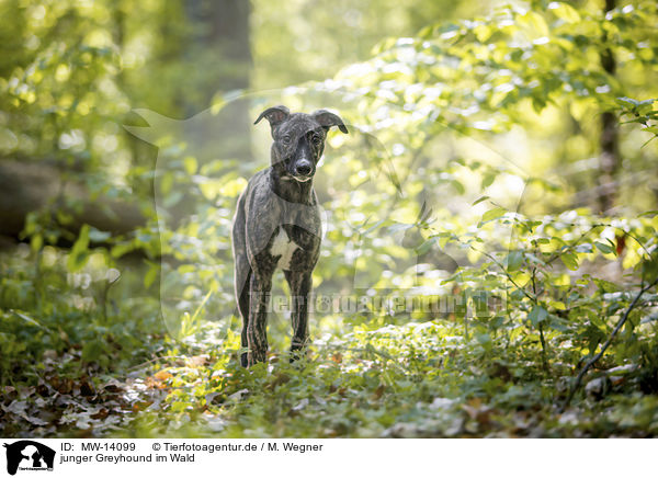 junger Greyhound im Wald / MW-14099
