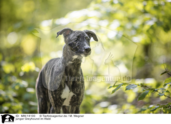junger Greyhound im Wald / young Greyhound in the forest / MW-14100