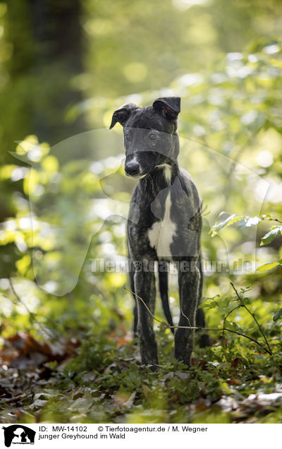 junger Greyhound im Wald / MW-14102