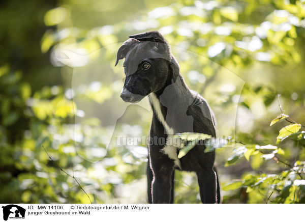 junger Greyhound im Wald / MW-14106