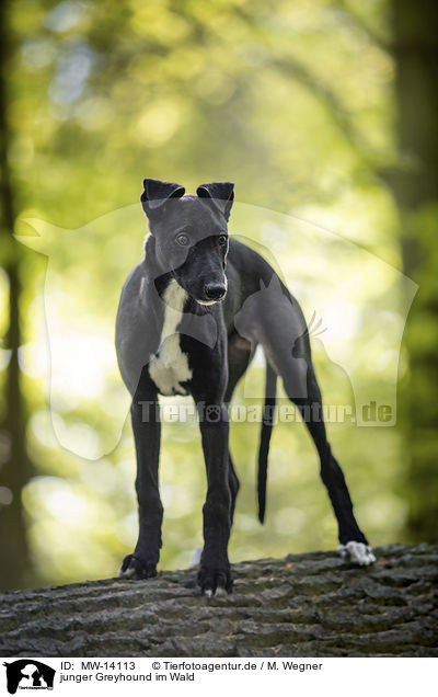 junger Greyhound im Wald / MW-14113
