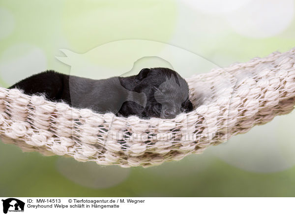 Greyhound Welpe schlft in Hngematte / Greyhound puppy sleeps in a hammock / MW-14513