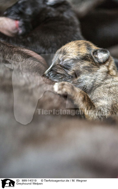 Greyhound Welpen / Greyhound puppies / MW-14519
