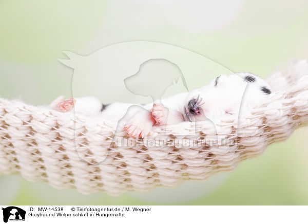 Greyhound Welpe schlft in Hngematte / Greyhound puppy sleeps in a hammock / MW-14538