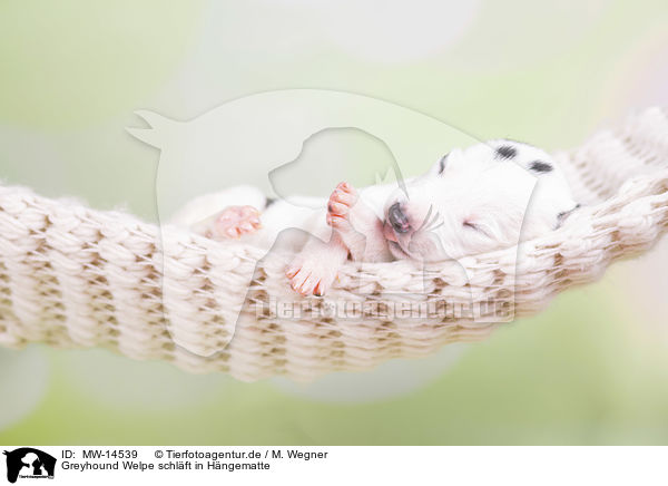 Greyhound Welpe schlft in Hngematte / Greyhound puppy sleeps in a hammock / MW-14539