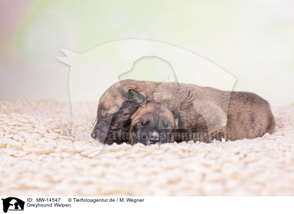 Greyhound Welpen / Greyhound puppies / MW-14547