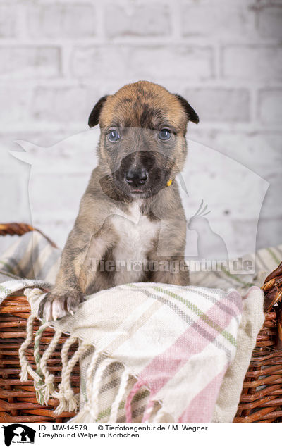 Greyhound Welpe in Krbchen / Greyhound puppy in basket / MW-14579