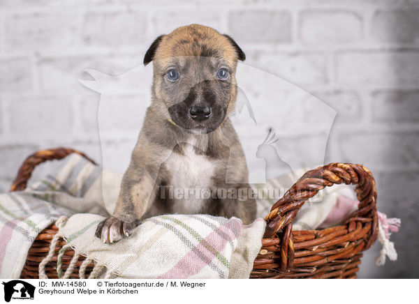 Greyhound Welpe in Krbchen / Greyhound puppy in basket / MW-14580