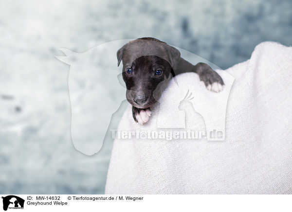 Greyhound Welpe / MW-14632